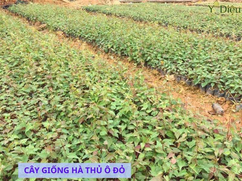 Nên ươm để cây con khỏe mạnh rồi mang ra trồng ngoài tự nhiên